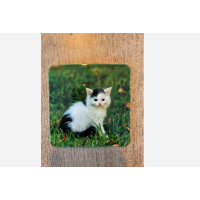 Onderzetters katten setje van 4 stuks